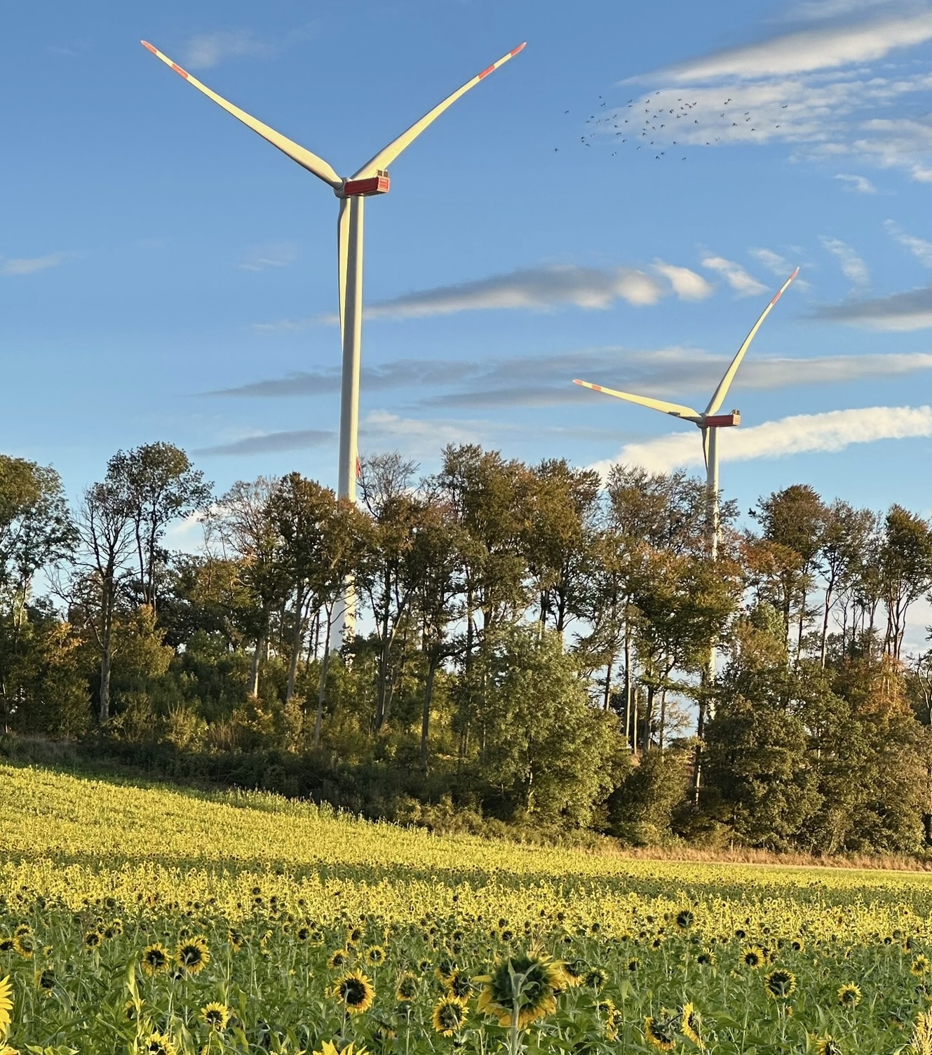 Umwelt, Energie & Nachhaltigkeit ? Zukunft sichern